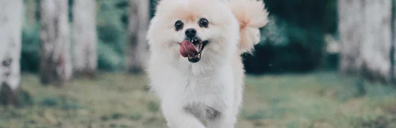 pomeranian