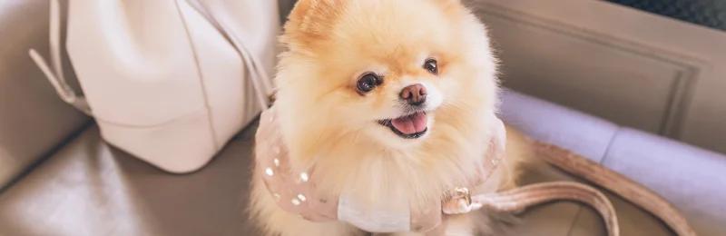 pomeranian 棕色博美犬