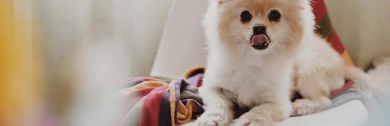 pomeranian