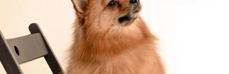 博美犬训练 博美训练 pomeranian