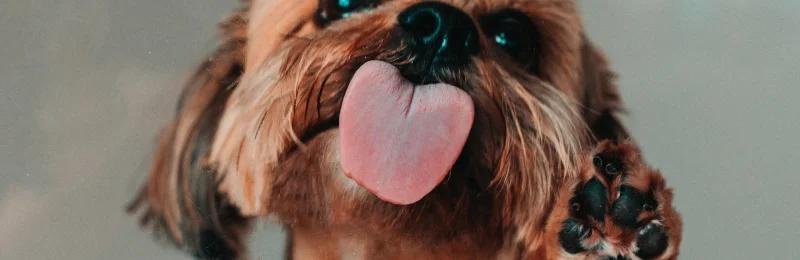 dog