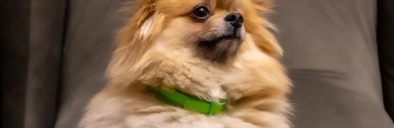 pomeranian 博美犬