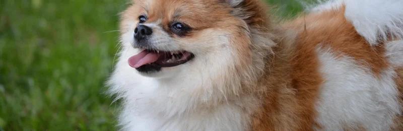 pomeranian