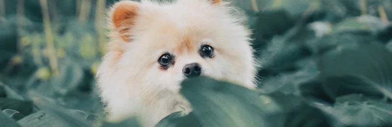 博美 pomeranian
