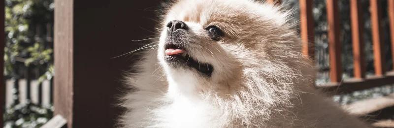 博美犬 pomeranian