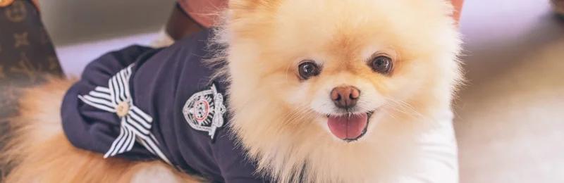 pomeranian