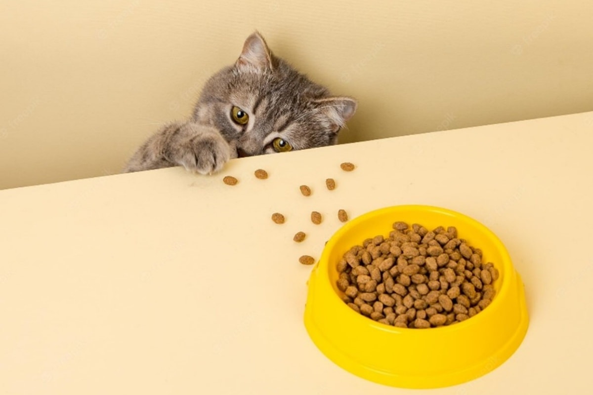 猫咪饮食 Cat diet