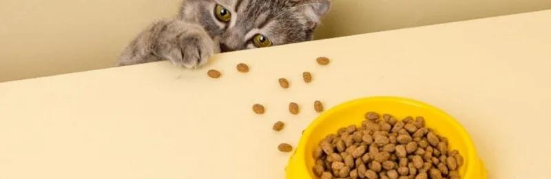猫咪饮食 Cat diet