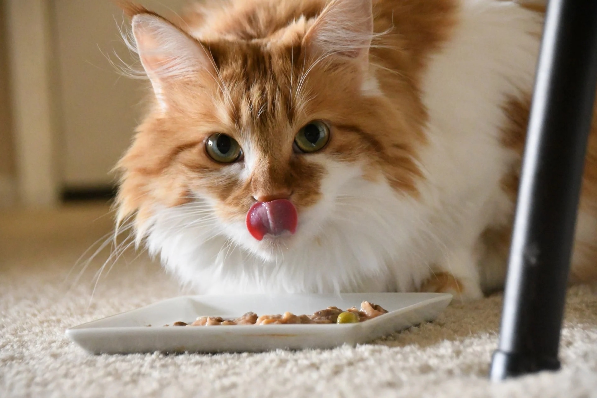 猫咪饮食 Cat diet1