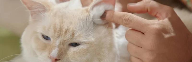猫咪耳螨 Cat ear mite1
