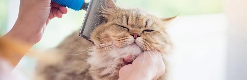 猫掉毛 Cat shedding fur