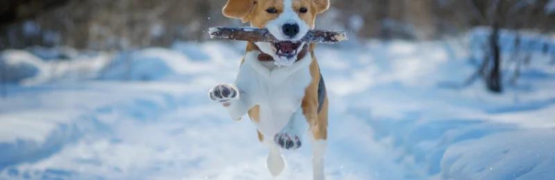 狗狗行为 Dog behavior