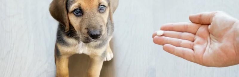 狗狗驱虫 Dog deworming