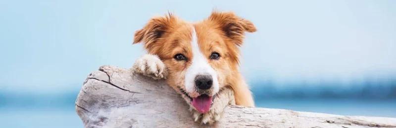 狗狗寿命 Dog lifespan