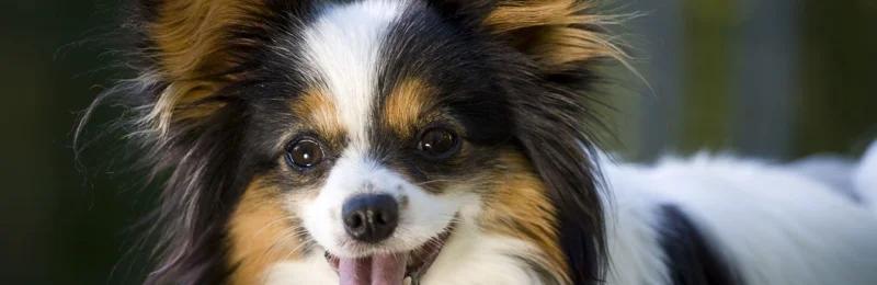 狗狗寿命 Dog lifespan1