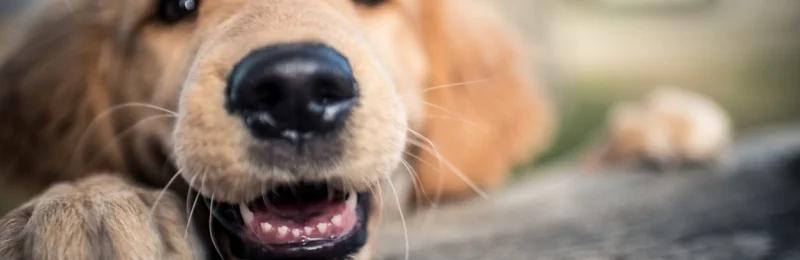 狗狗触须 Dog whiskers