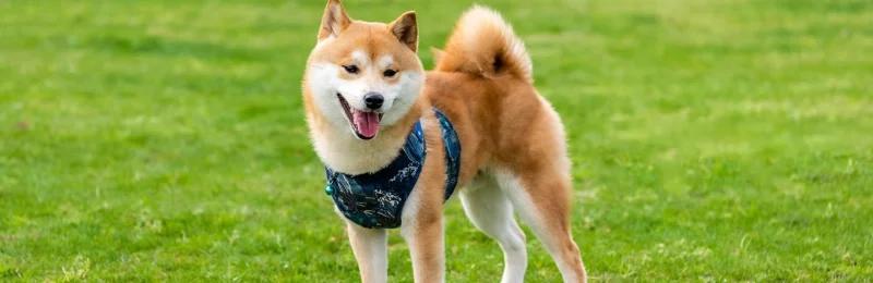 狗狗 Dogs