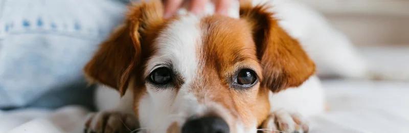 狗狗生病 Dogs get sick