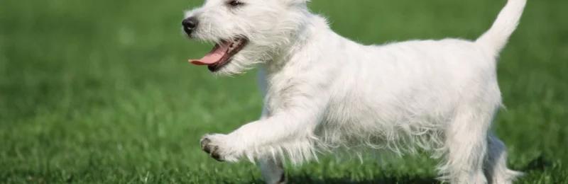 狗狗缺钙 Dogs lack calcium