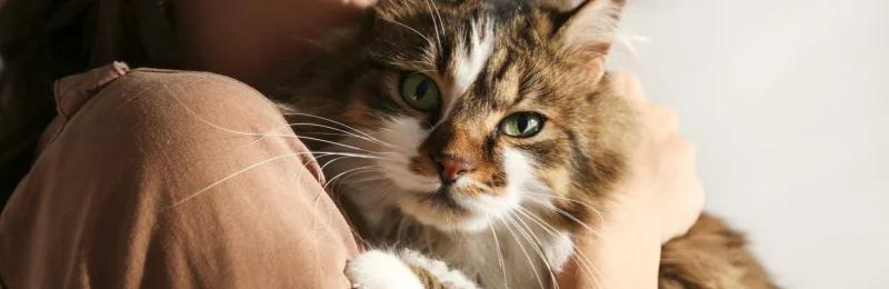 新手猫主人 Novice Cat Owner