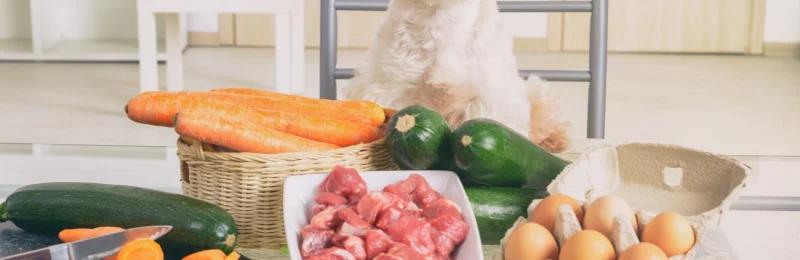 狗狗食物禁忌 Taboos for Dog Food