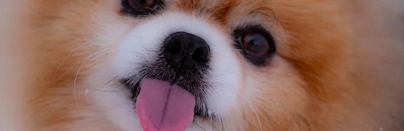 博美犬 pomeranian