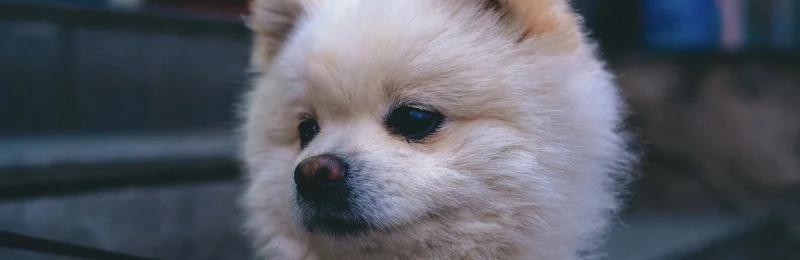 博美 pomeranian