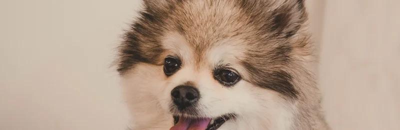 pomeranian