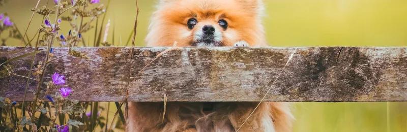 博美 pomeranian