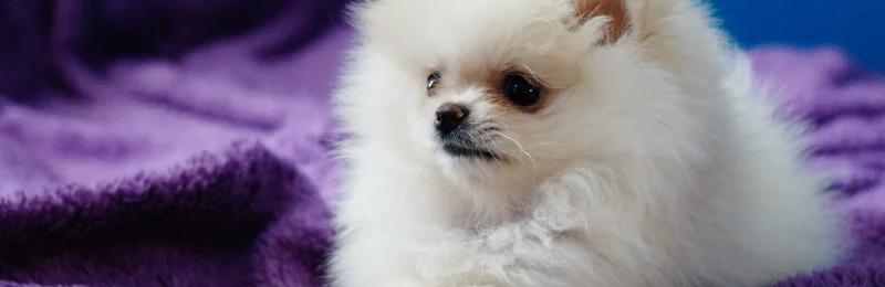 pomeranian