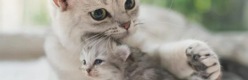 母猫 female cat