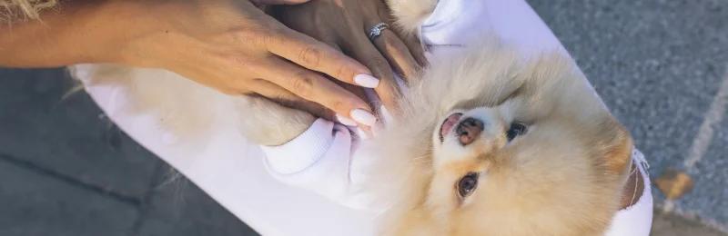 pomeranian