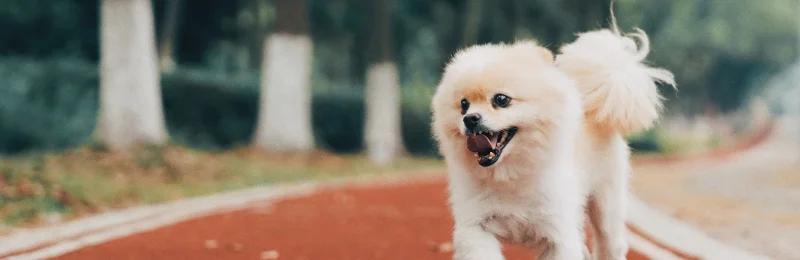 pomeranian