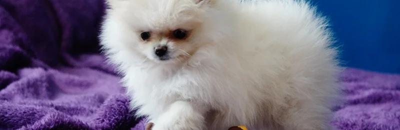 pomeranian