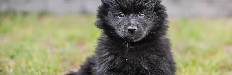 黑色博美犬 pomeranian
