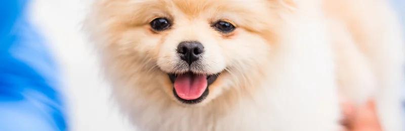 pomeranian 博美