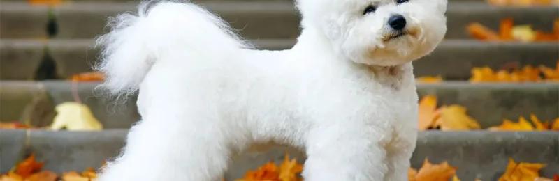 比熊犬 Bichon Frise