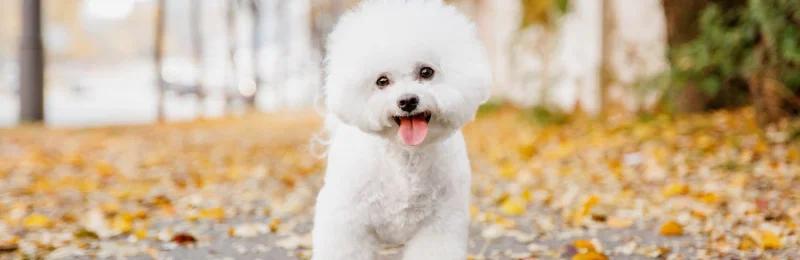 比熊犬 Bichon Frise