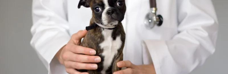 犬细小病毒 Canine Parvovirus