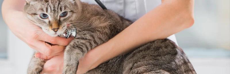 猫咪绝育 Cat sterilization