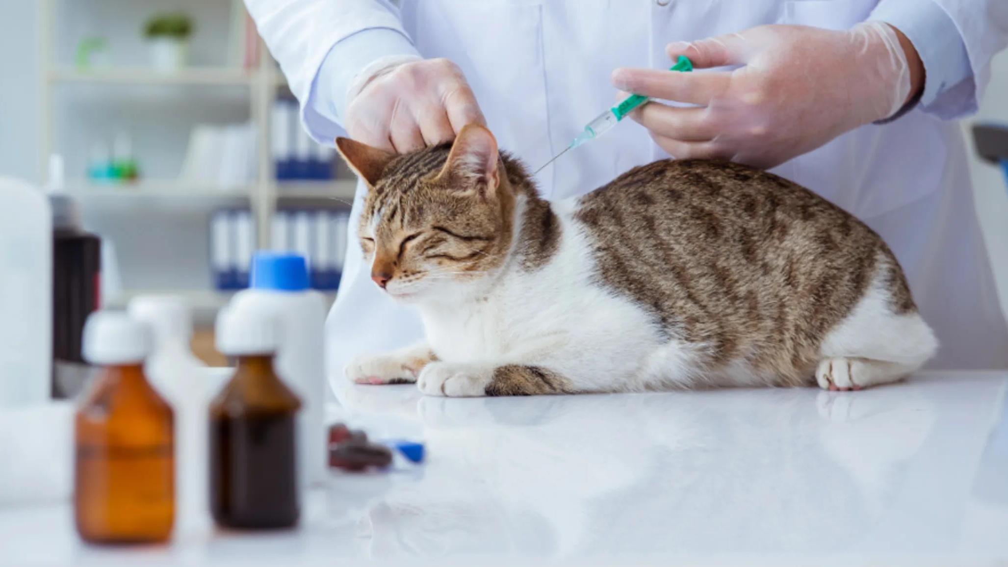 猫三联疫苗 Cat triple vaccine