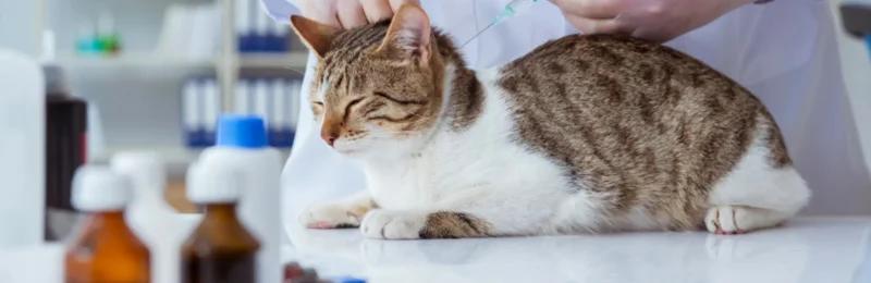 猫三联疫苗 Cat triple vaccine