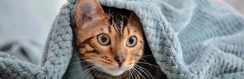 猫咪发情 Cats in heat
