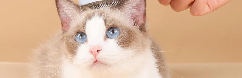 猫咪掉毛 Cats shedding fur1