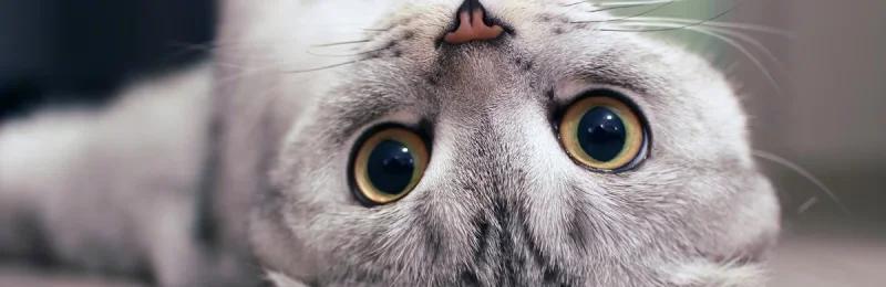 猫咪踩奶 Cats stepping on milk