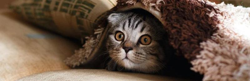 猫咪乱尿 Cats urinate randomly