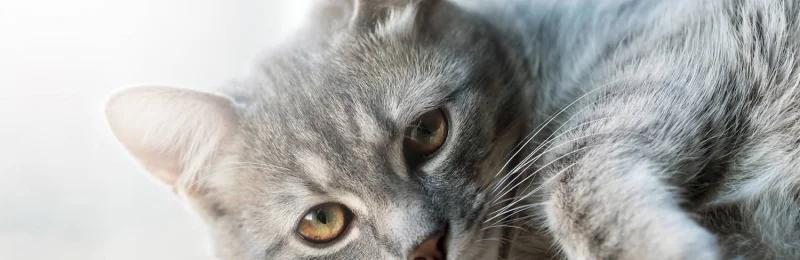 猫咪 Cats