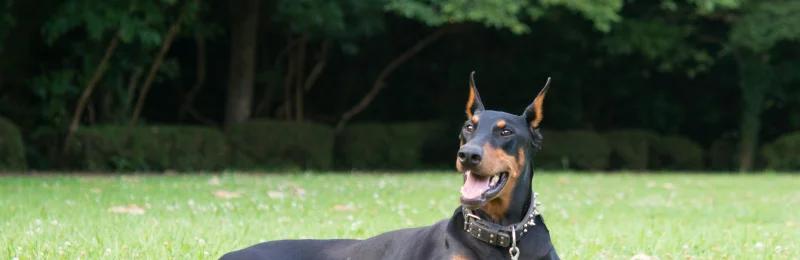杜宾犬 Doberman Pinscher