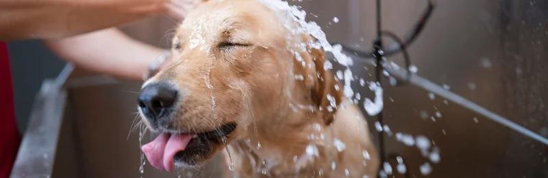 狗狗体味 Dog odor