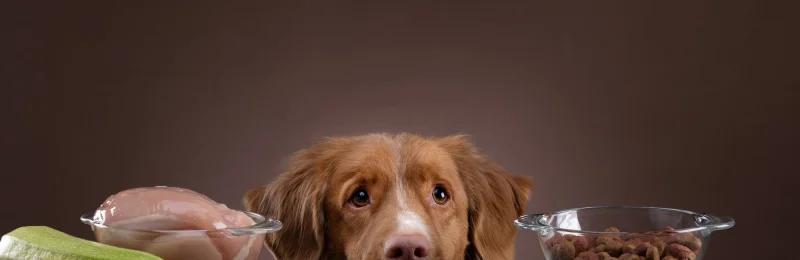 狗狗盐分摄入 Dog salt intake